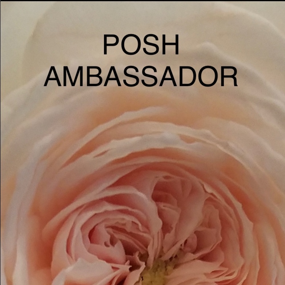 Meet your Posh Ambassador